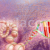 Illustration-medicale.com-Chromosome-ADN