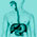 icone vascularisation bloc hépato-gastrique