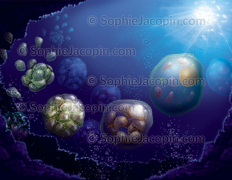 Illustration medicale_Origine cellules