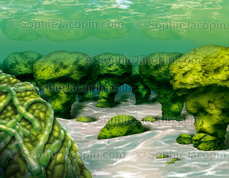 Didactique Scientifique Cyanobactéries