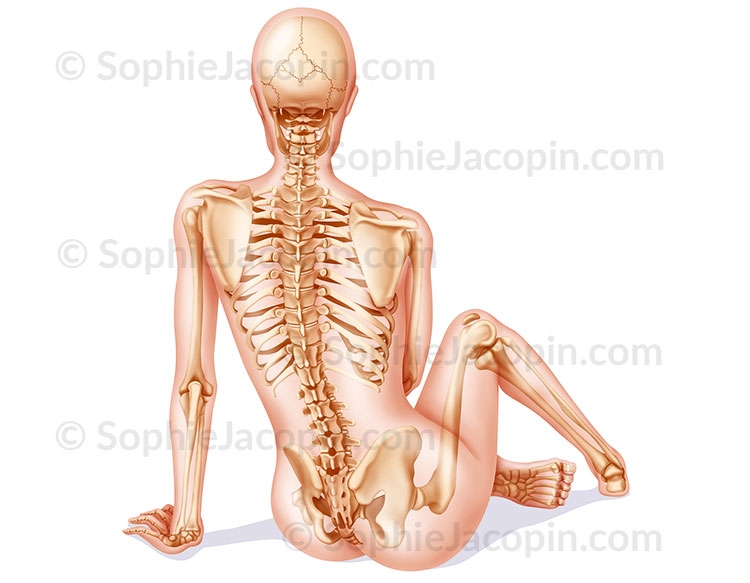 Illustration medicale _ Anatomie Physiologie-Squelette dos