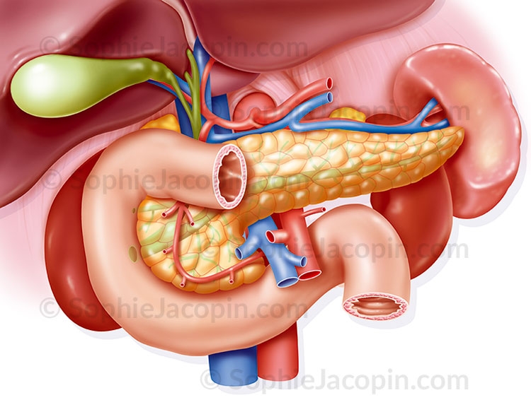 Illustration medicale _ Anatomie Physiologie-Boc dudéno hépatho pancréatique