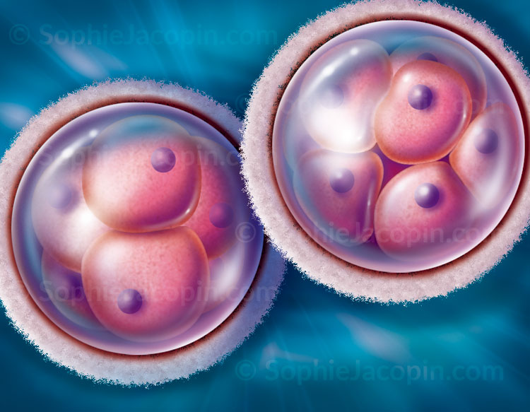 Illustration medicale_Cellules embryonnaires