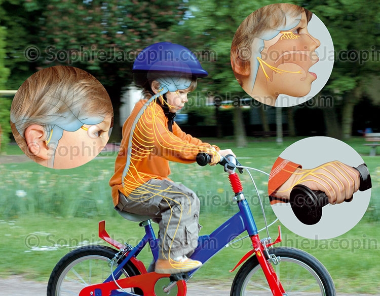 Illustration medicale _ Dessin photos-système nerveux