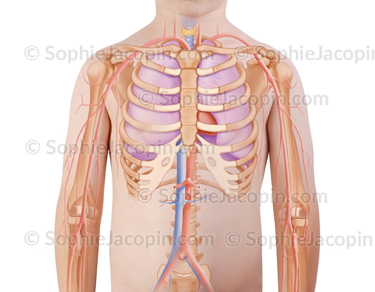 Illustration medicale _ Dessin photos-thorax enfant