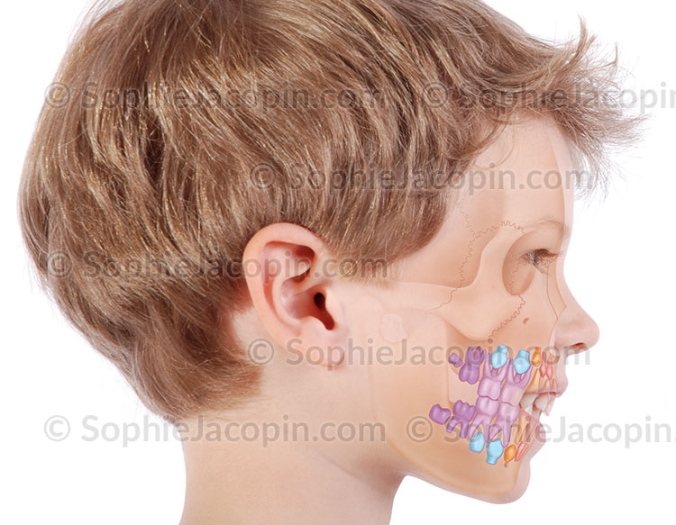 Illustration medicale _ dessin photos-dents de lait