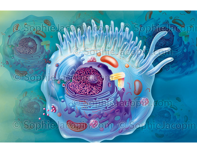 Illustration medicale_Cellule eucaryote