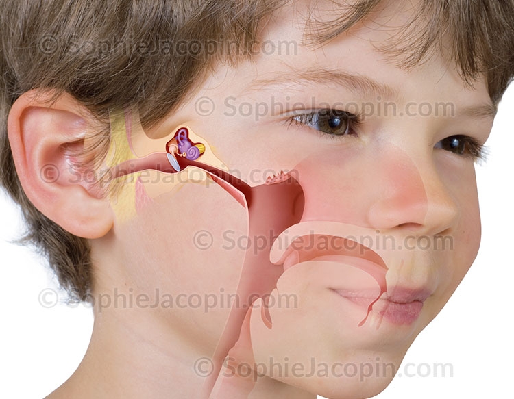 Illustration medicale _ dessin photos-dents de lait