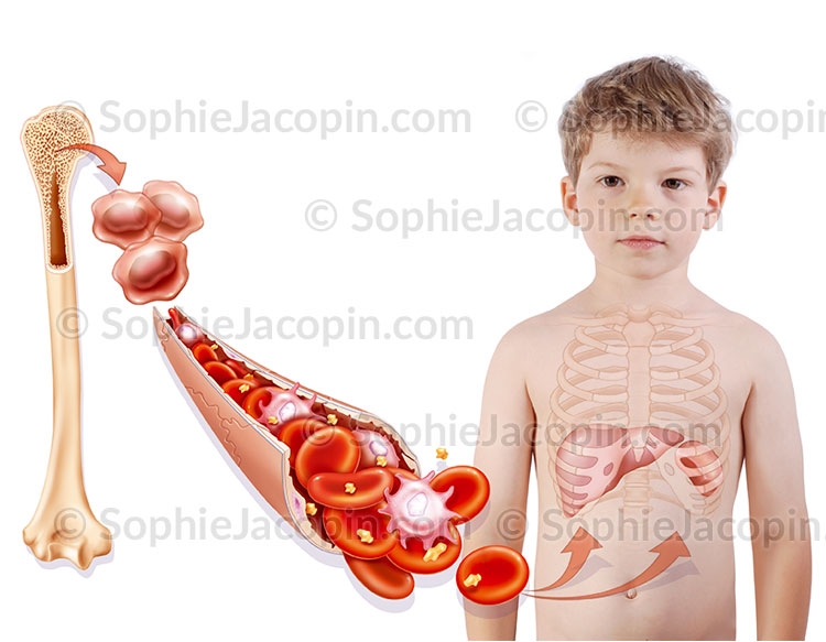 Illustration medicale _ dessin photos-Globule rouge