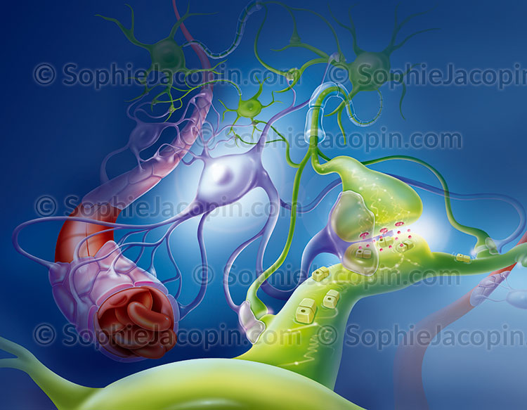 Illustration medicale_Neurones et astrocytes