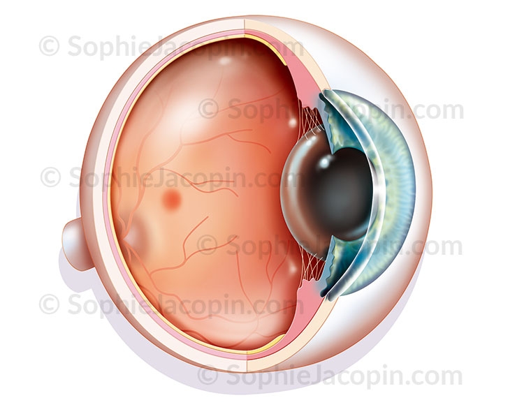 Illustration medicale _ Anatomie Physiologie-Oeil