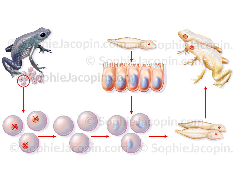 Illustration medicale_Amphibiens