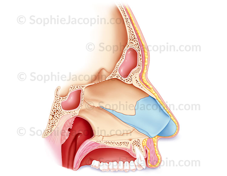 Illustration medicale_Cloison nasale