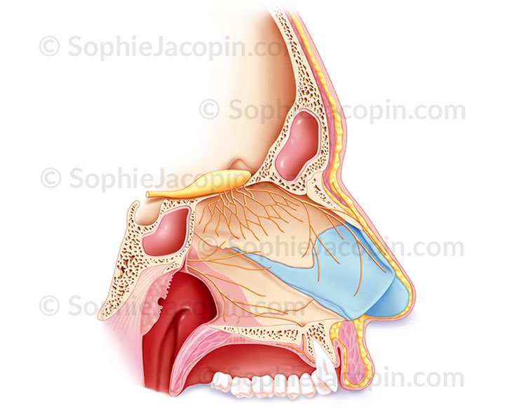 Illustration medicale _ Anatomie Physiologie-nez nerf olfactif
