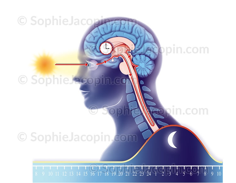 Illustration medicale _ specialité medicale-Horloge biologique Illustration medicale _ specialité medicale-Horloge biologique