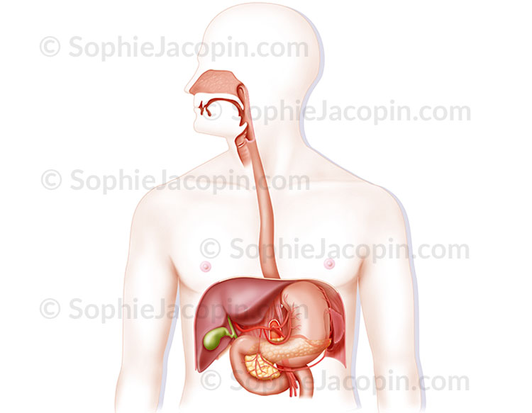 Illustration medicale _ Vascularisation bloc hépato-gastrique