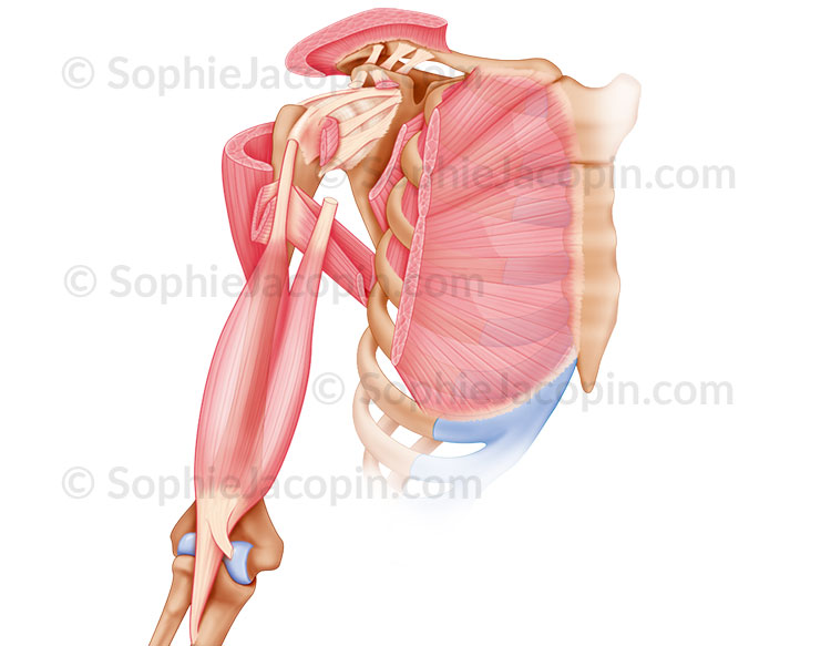 Illustration medicale_Muscles de l'épaule