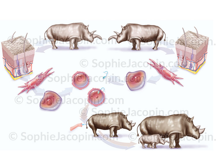 Illustration medicale_Insémination rhinocéros
