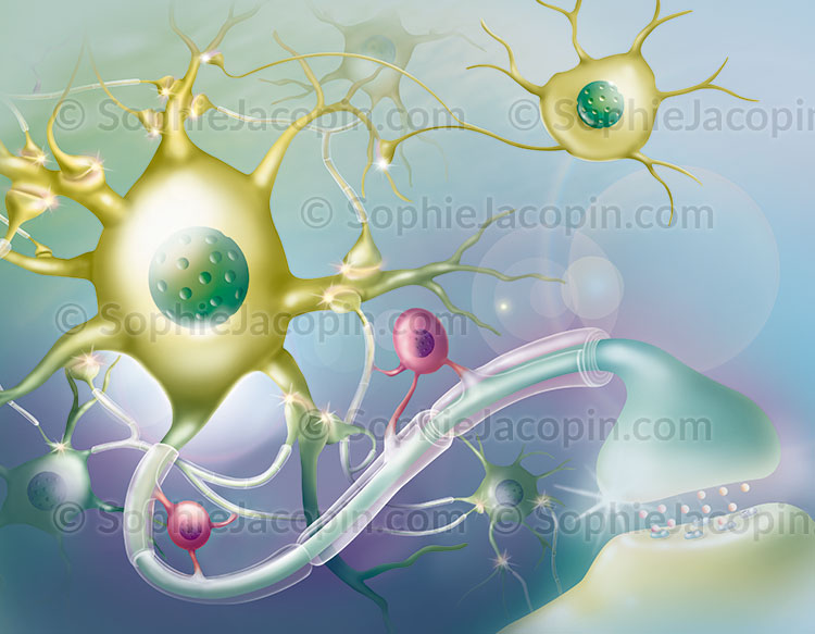 Illustration medicale_Neurones et oligodendrocytes