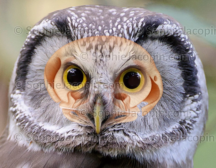 Illustration medicale _ Dessin photos-Crâne chouette