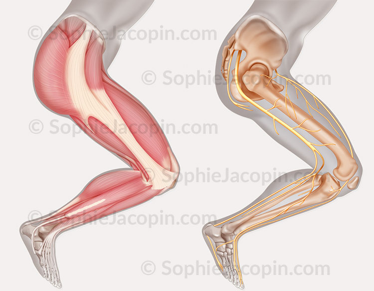 Illustration medicale_Membre inférieur muscles squelette et innervation