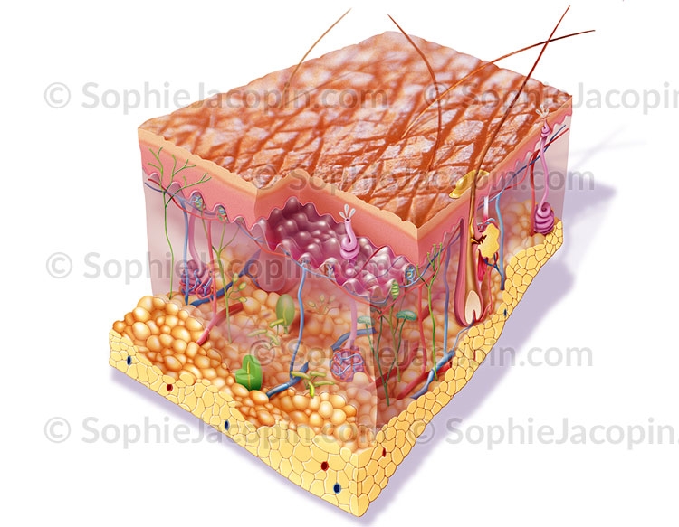 Illustration medicale _ dessin photos-peau
