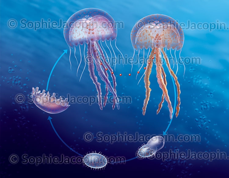 Didactique Sciientifique Cycle de vie méduse