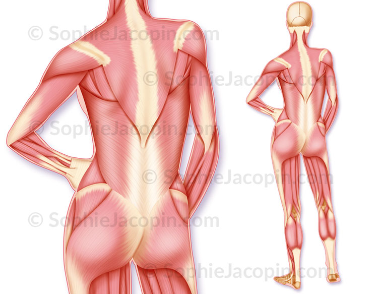 Anatomie-Physiologie_Muscles-dos