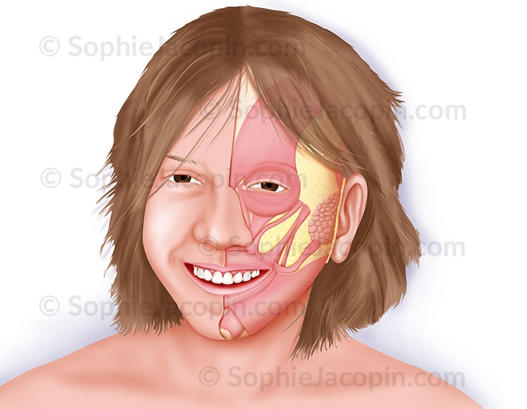 Illustration médicale anatomie visage écorché