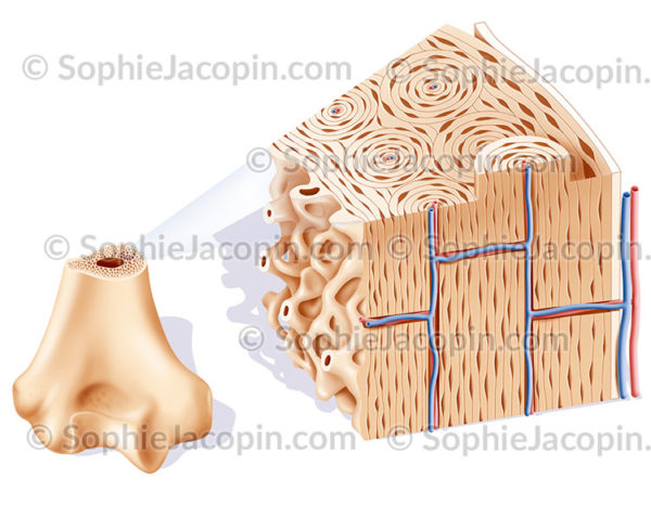 Structure osseuse épiphyse humérus