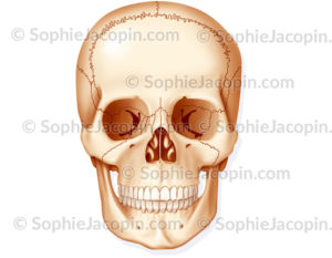 squelette crâne
