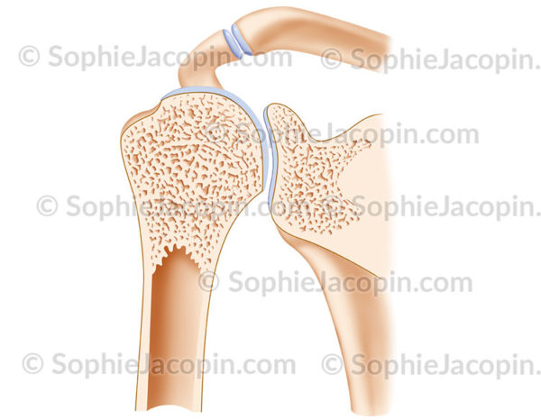 articulation de l'épaule en coupe frontale - c sophie jacopin