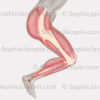 muscles du membre inférieur, musculature de la jambe - © sophie jacopin