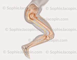 membre inférieur squelette nerfs de la jambe - © sophie jacopin