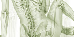 Anatomie - Système osseux - Squelette Entier