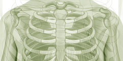 Anatomie - Système osseux - Squelette Thorax