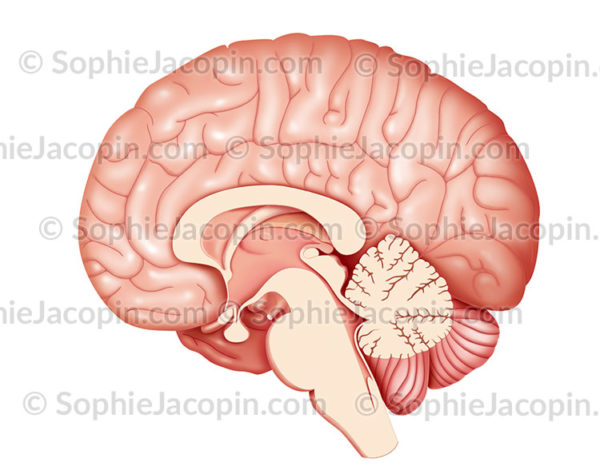 Cerveau coupe sagittale médiane- © sophie ajcopin