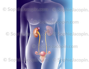 Système urinaire féminin