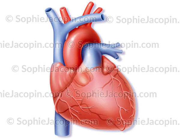 Cœur et artères coronariennes - © sophie jacopin