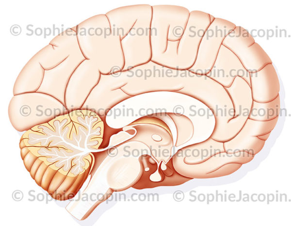 Cerveau coupe sagittale médiane