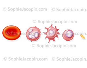 Cellules sanguines