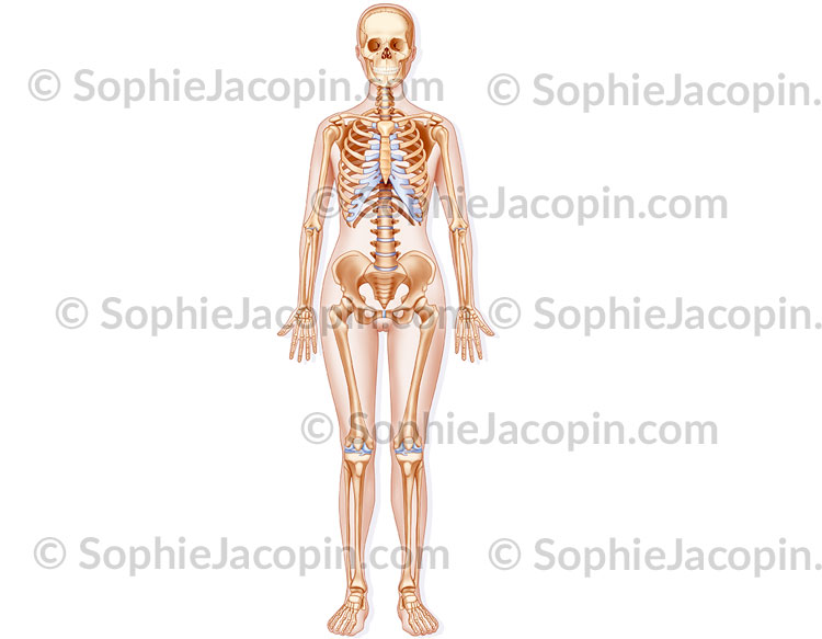 SQUELETTE F MININ Illustration medicale Sophie Jacopin
