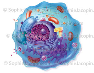 Cellule basale eucaryote