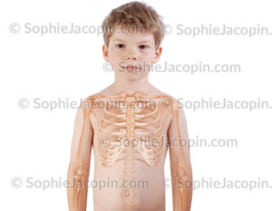 Squelette thorax enfant