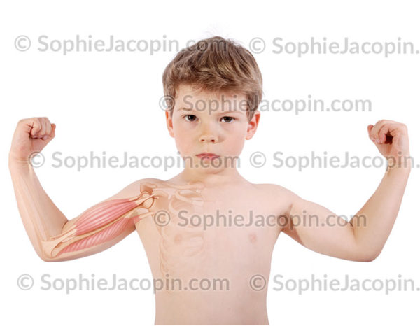 Muscles bras enfant