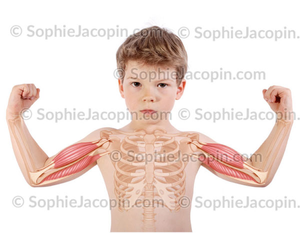 Muscles bras enfant