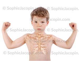 Squelette Thorax enfant