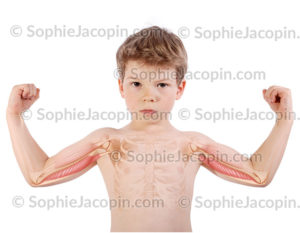 Muscle triceps brachial enfant