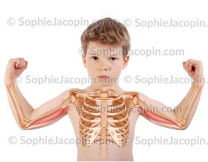 Muscle triceps brachial enfant