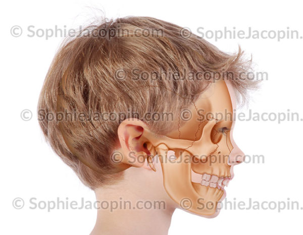 Crâne enfant 6 ans